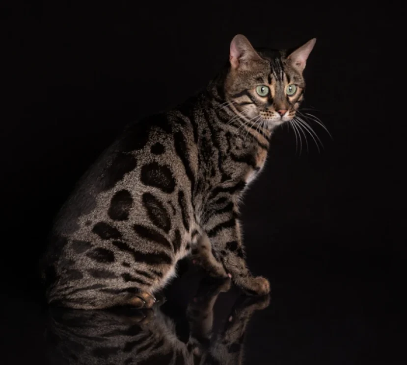 Carbon a beautiful bengal boy 2