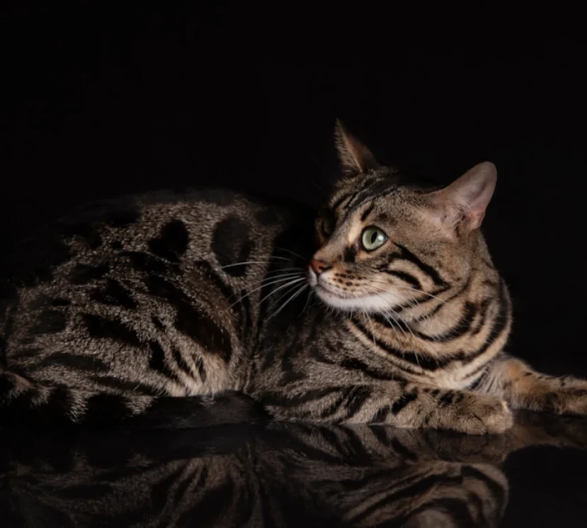 Carbon a double charcoal bengal male 2