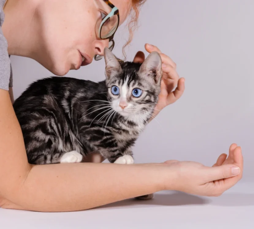 Cindy the blue eyed silver bengal kitten
