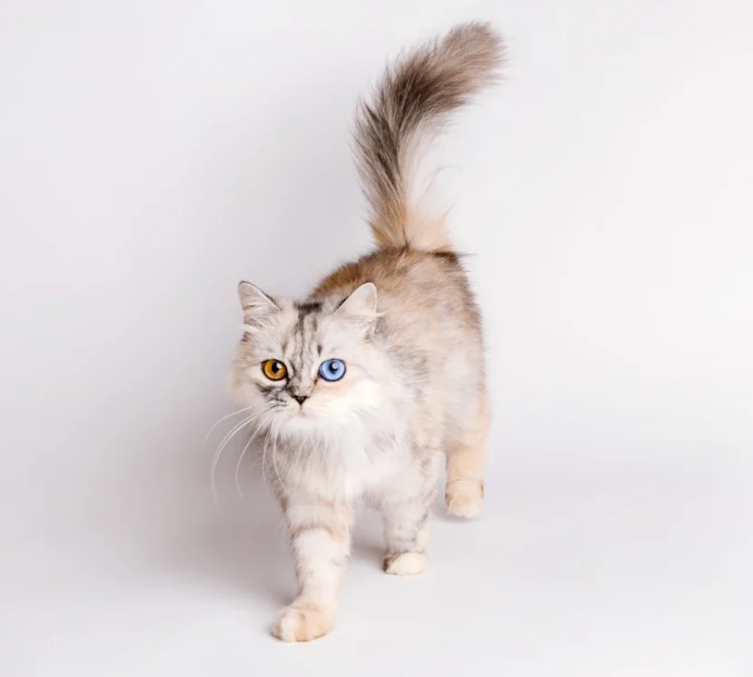 Oddy a stunning odd eyed cat from our cattery
