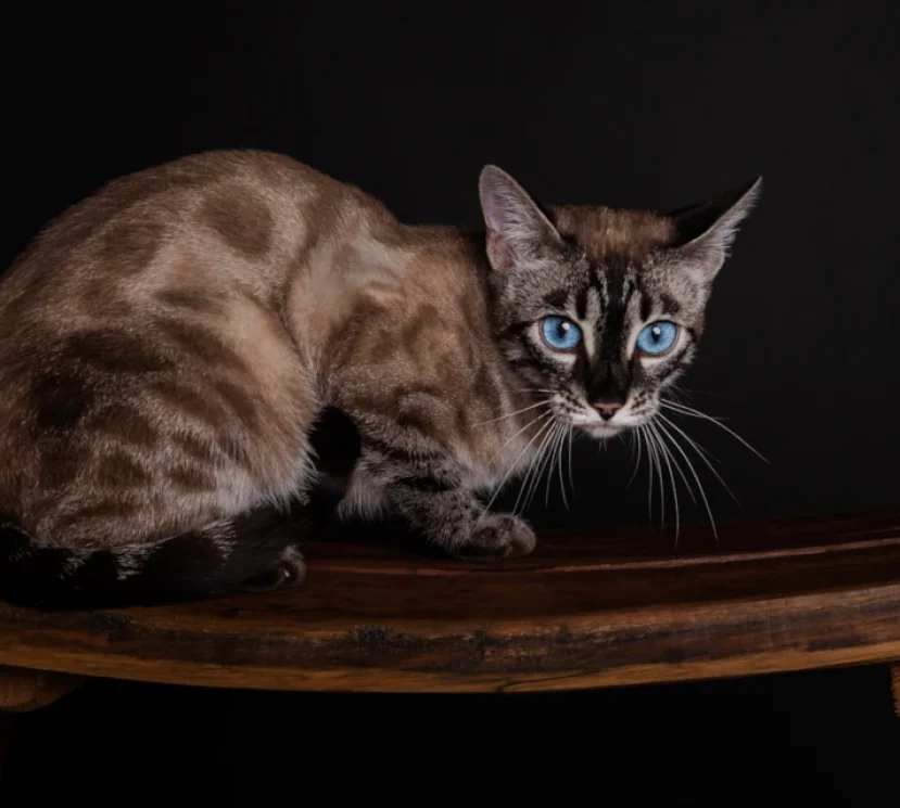 Olivia a beautiful charcoal lynx bengal 2