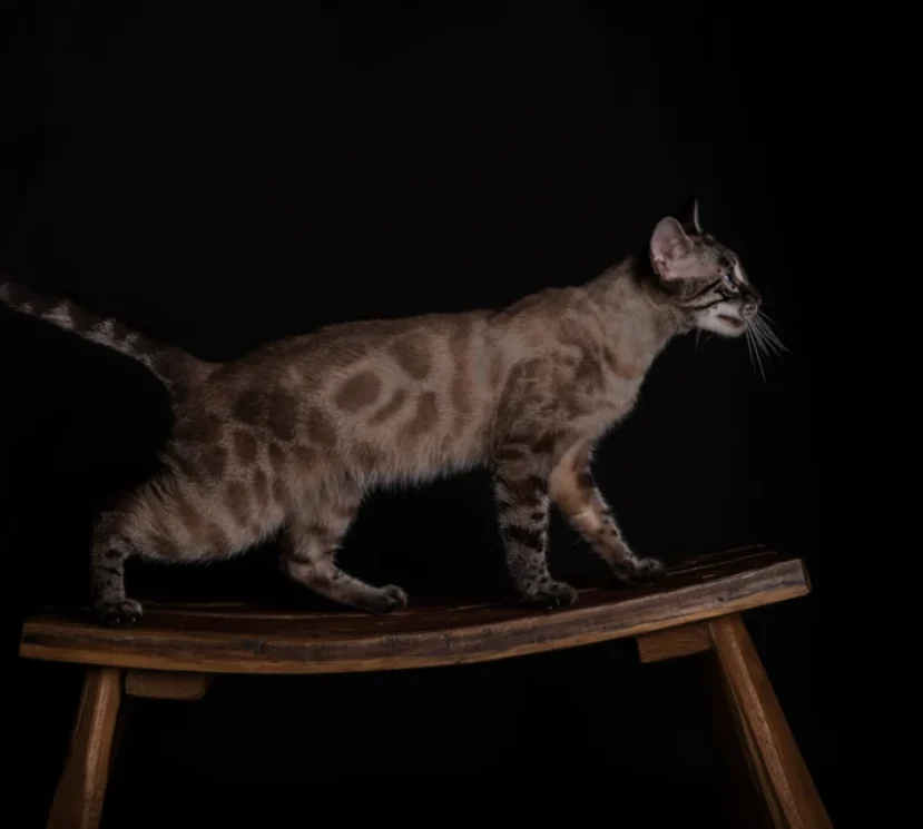 Olivia a wonderful charcoal lynx bengal 2