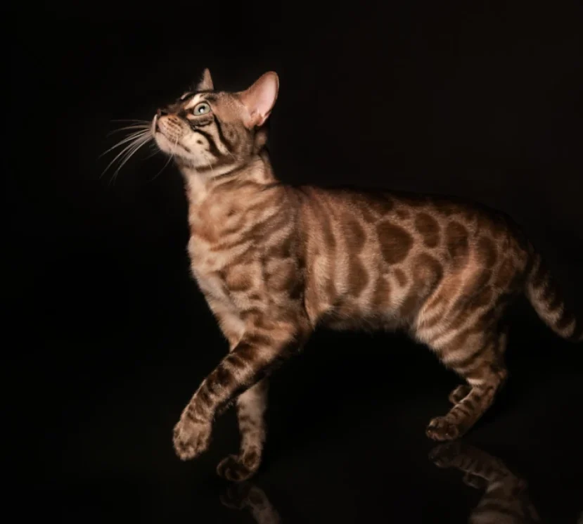 Robinson a stunning charcoal mink bengal boy 2