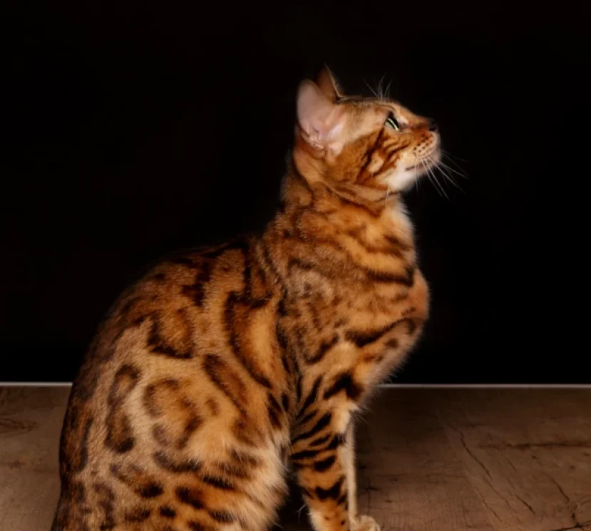 Sharon a beautiful brown bengal 2