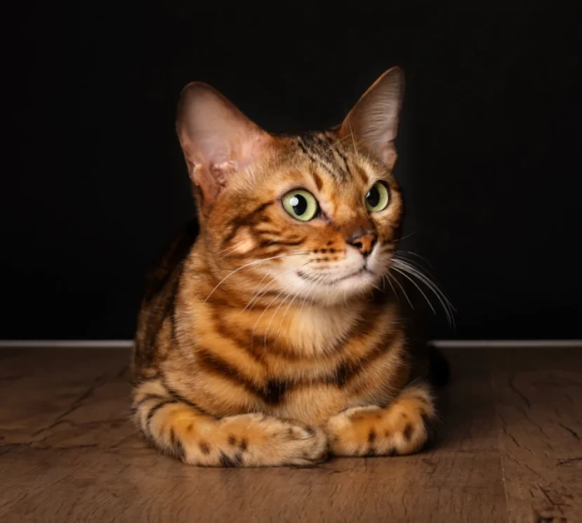 Sharon a brown bengal female head 2