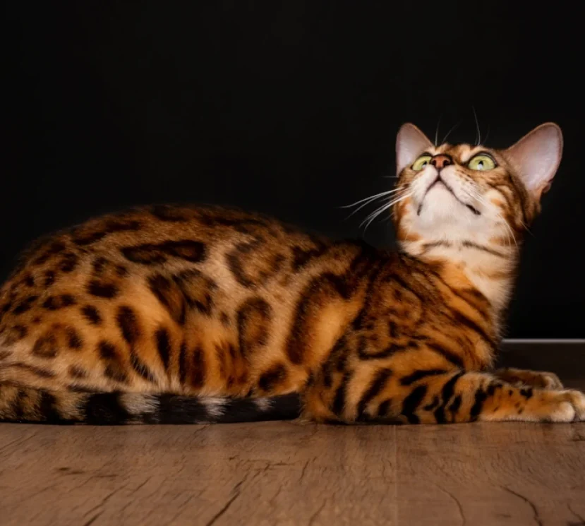 Sharon a brown bengal girl 2