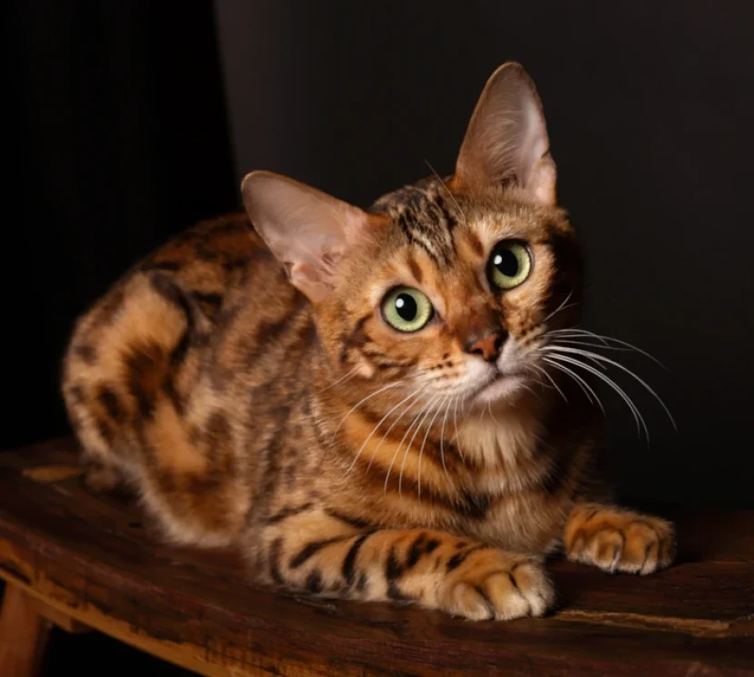 Sharon a wonderful brown bengal girl 2