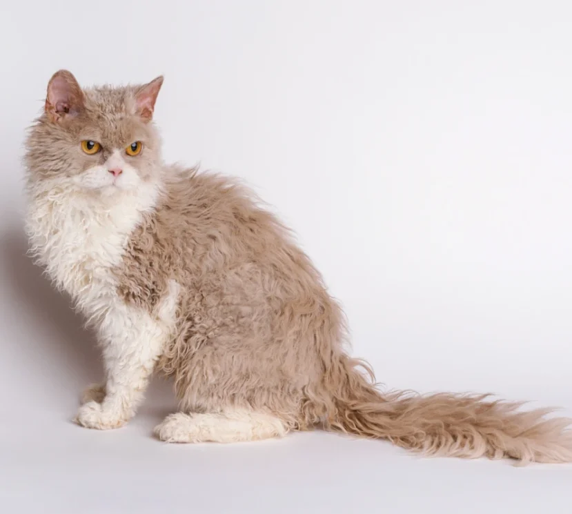Vinka the selkirk rex cat