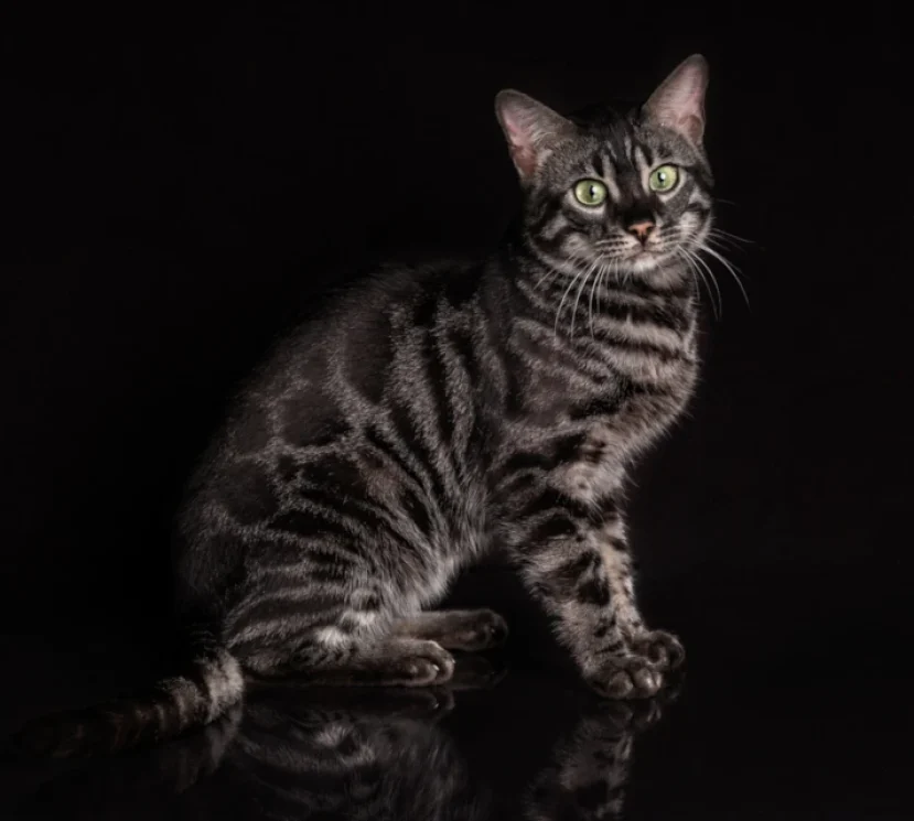 William a wonderful bengal boy 2