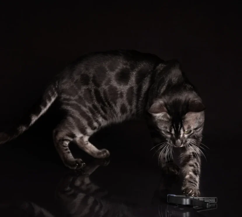 William our silver charcoal bengal tom 2
