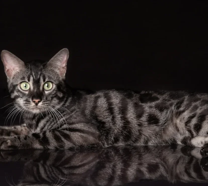 William the silver charcoal bengal 2