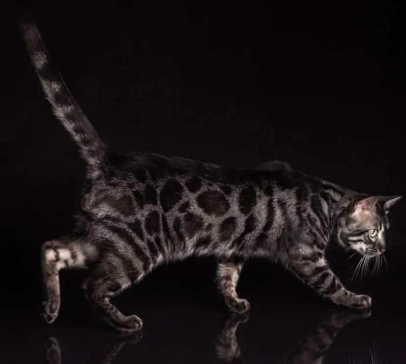 William the stunning silver bengal boy 2