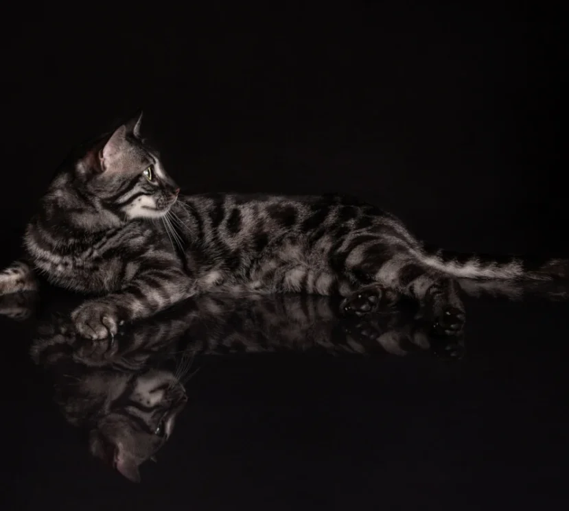 William the stunning silver charcoal bengal male